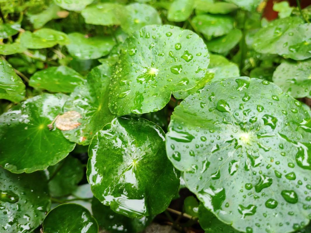 多肉植物生长全过程图片有哪些？-第2张图片-吾爱花网