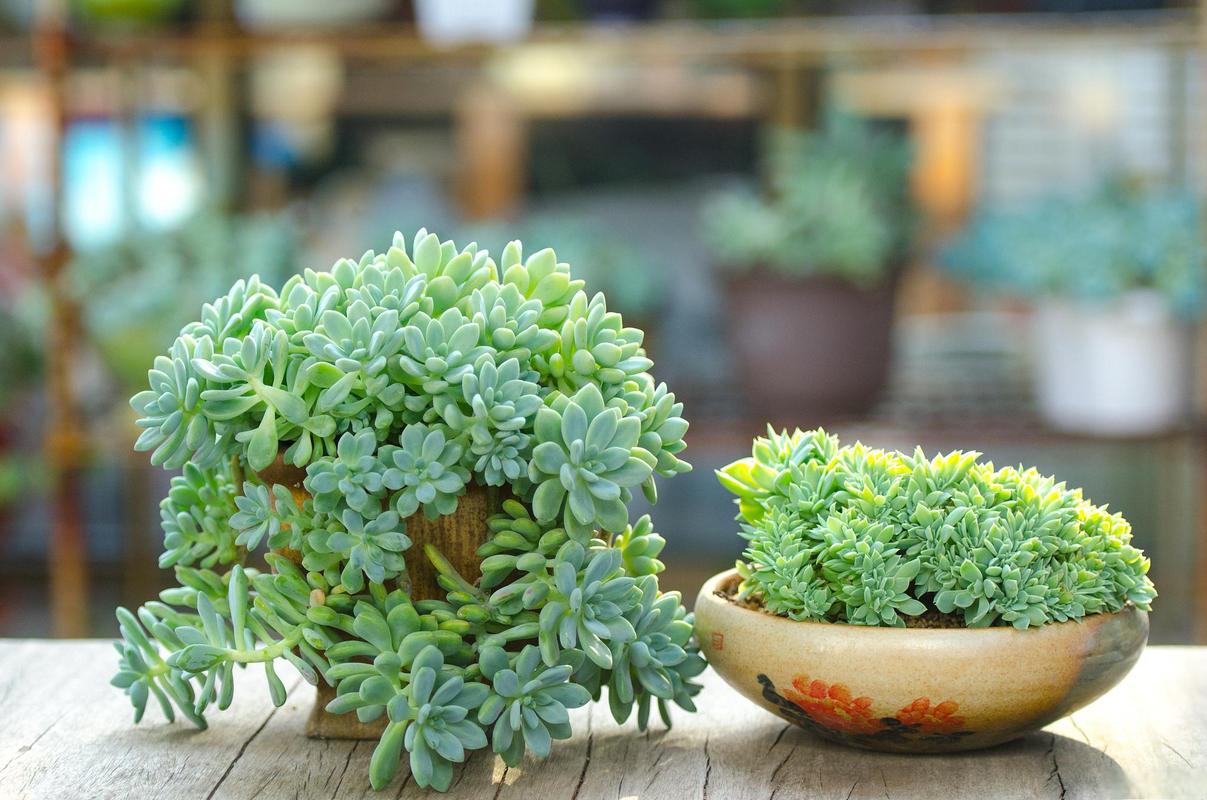 多肉植物生长全过程图片有哪些？-第3张图片-吾爱花网