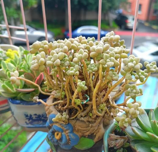 多肉植物大刀品种有哪些？-第3张图片-吾爱花网