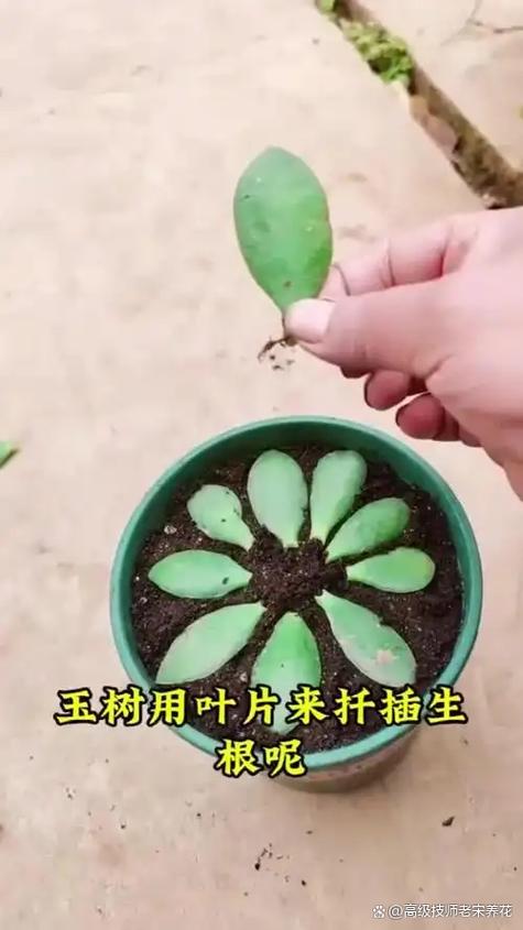 玉树怎么扦插？关键步骤有哪些？-第2张图片-吾爱花网