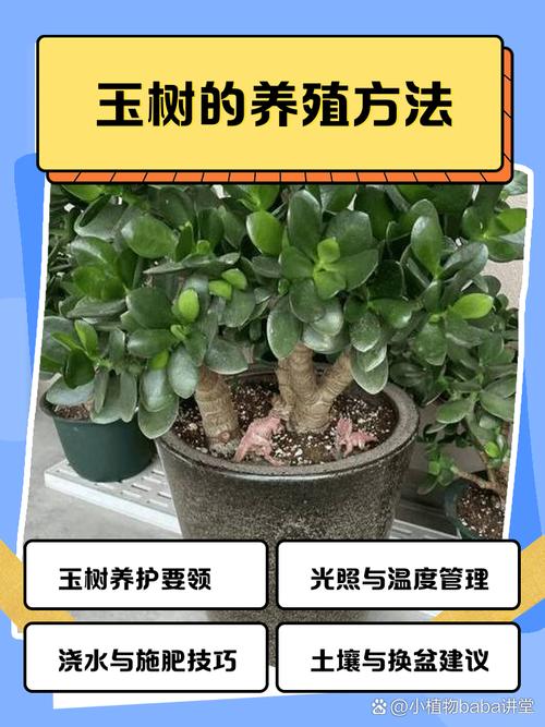 玉树怎么扦插？关键步骤有哪些？-第3张图片-吾爱花网