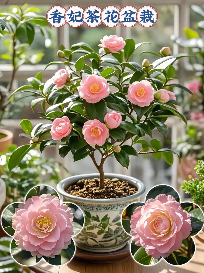 盆栽茶花选什么盆最好？-第3张图片-吾爱花网