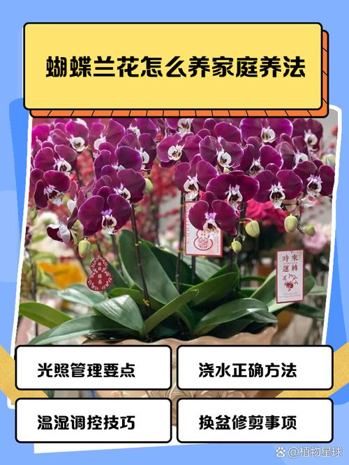 兰花盆栽怎么养才好？-第1张图片-吾爱花网