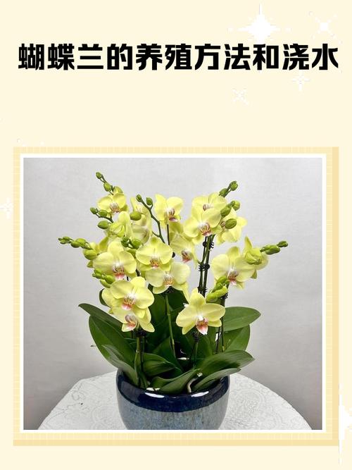 兰花盆栽怎么养才好？-第2张图片-吾爱花网