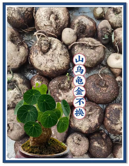 山盆栽有哪些好处?-第2张图片-吾爱花网 山盆栽有哪些好处?-第2张图片-吾爱花网