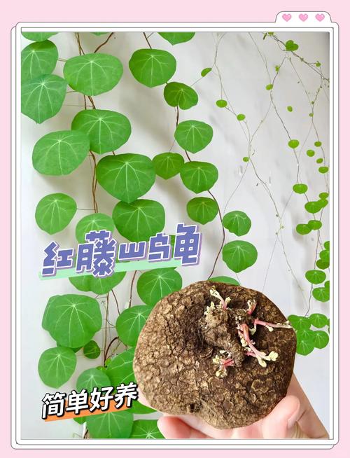 山盆栽有哪些好处?-第3张图片-吾爱花网 山盆栽有哪些好处?-第3张图片-吾爱花网