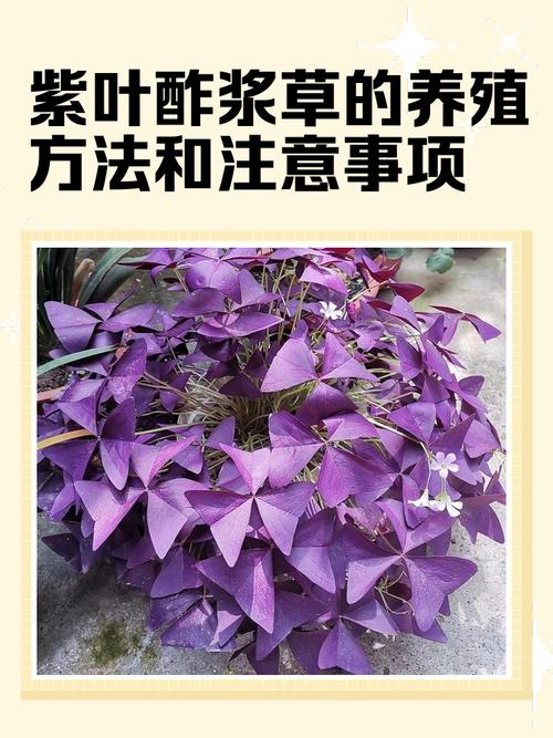 紫叶酢浆盆栽可行吗？养护要点有哪些？-第1张图片-吾爱花网