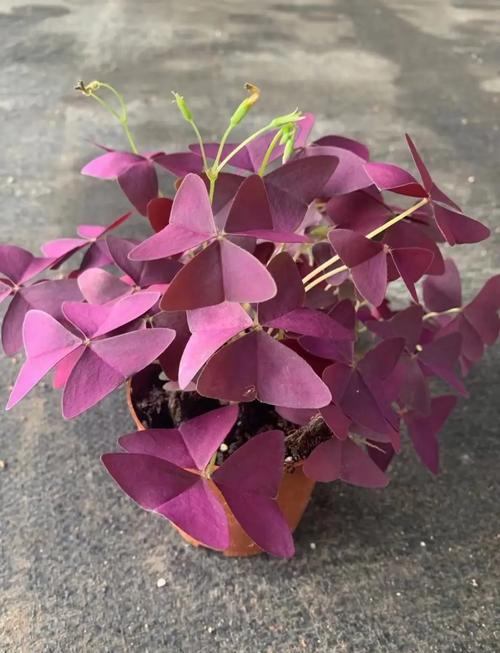 紫叶酢浆盆栽可行吗？养护要点有哪些？-第2张图片-吾爱花网