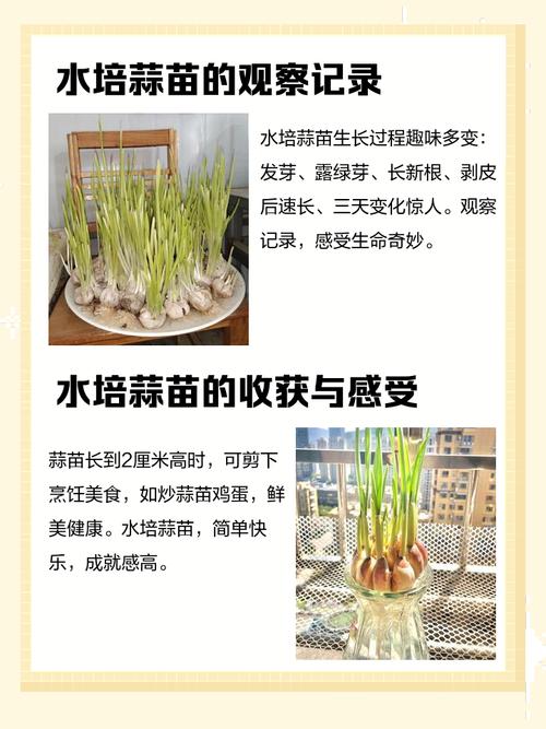 水培蒜不发芽能活吗？-第1张图片-吾爱花网