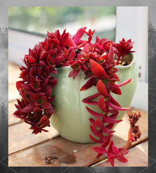 多肉火祭开花长啥样？-第1张图片-吾爱花网