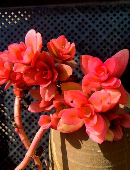 多肉火祭开花长啥样？-第3张图片-吾爱花网