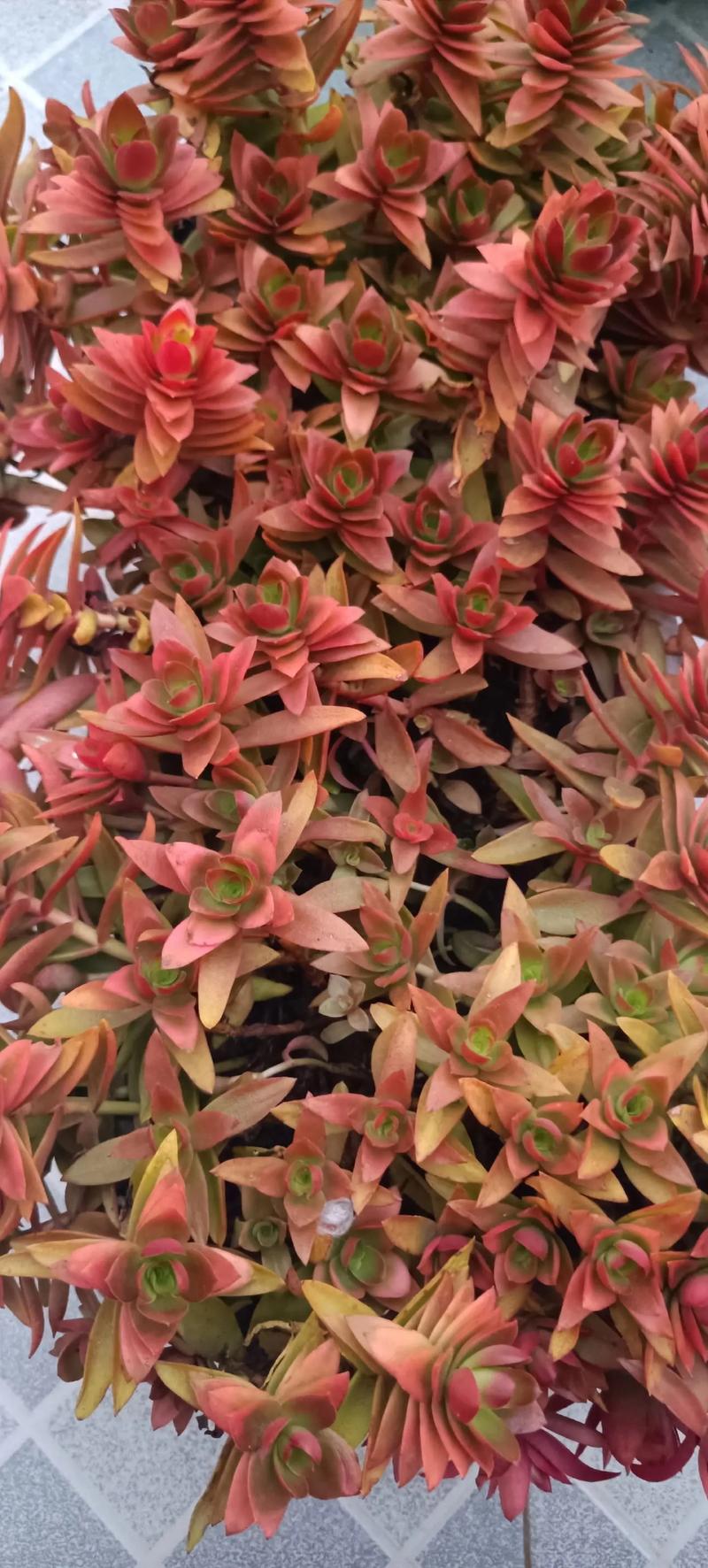 多肉火祭开花长啥样？-第2张图片-吾爱花网