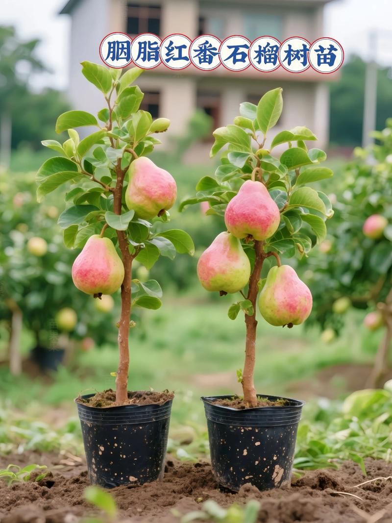 番石榴盆栽选多大尺寸合适？-第1张图片-吾爱花网