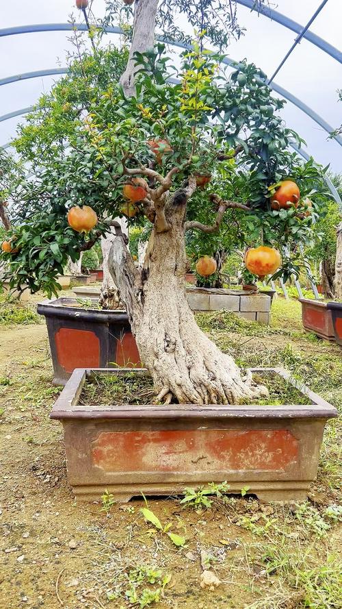 番石榴盆栽选多大尺寸合适？-第2张图片-吾爱花网