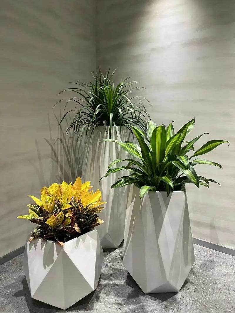 东区水培绿植租赁租摆，有哪些优势？-第1张图片-吾爱花网