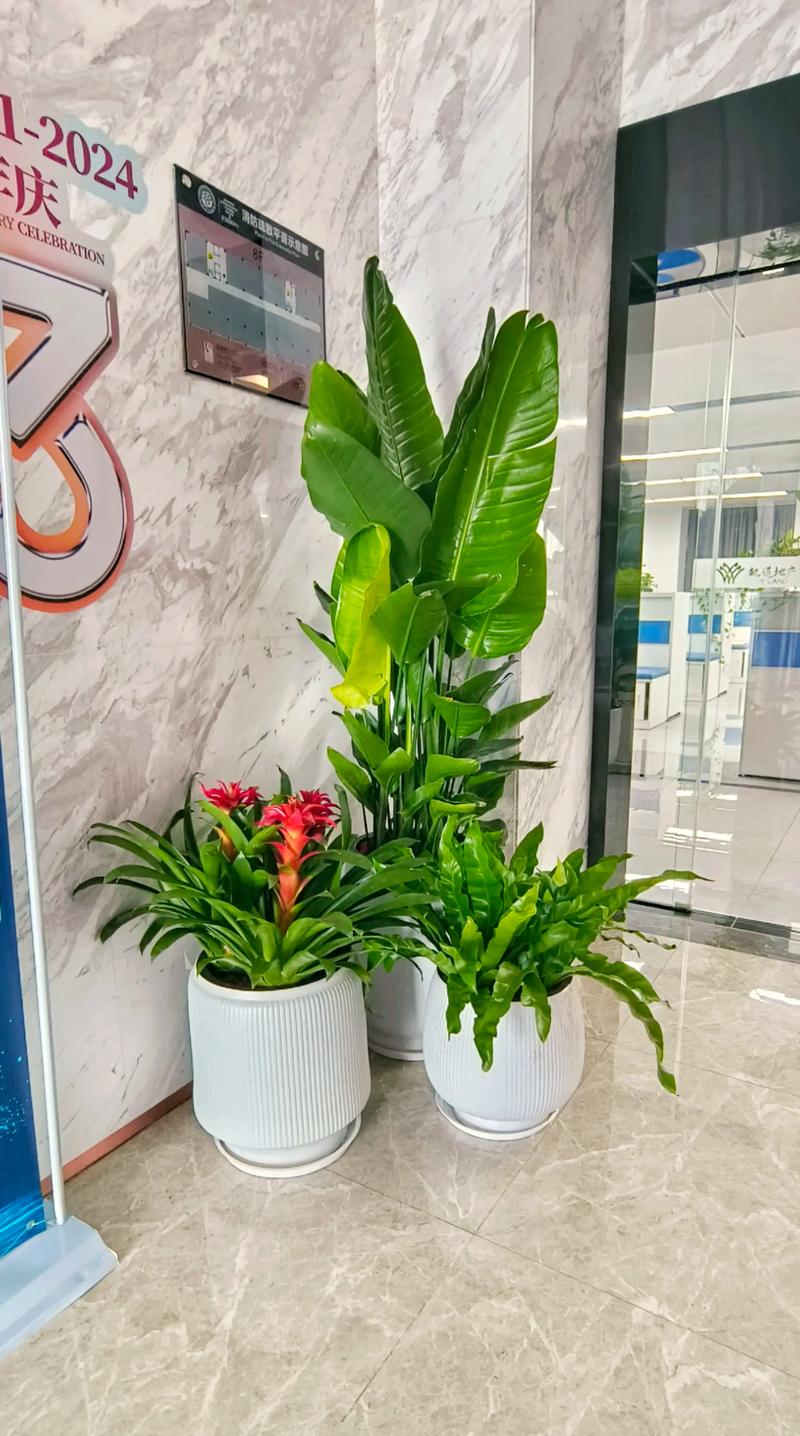 东区水培绿植租赁租摆，有哪些优势？-第3张图片-吾爱花网