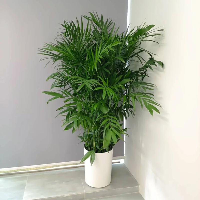 东区水培绿植租赁租摆，有哪些优势？-第2张图片-吾爱花网