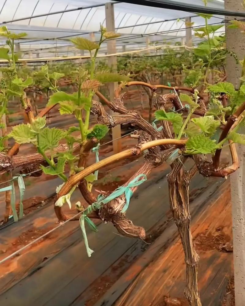 盆栽葡萄冬天需浇水吗？-第2张图片-吾爱花网