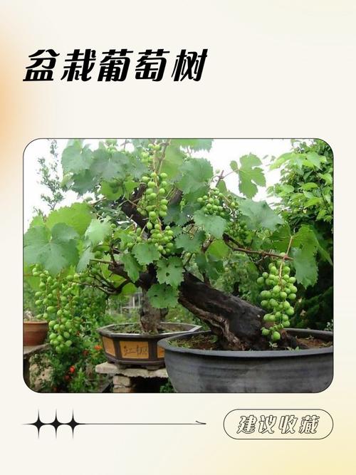 盆栽葡萄冬天需浇水吗？-第1张图片-吾爱花网