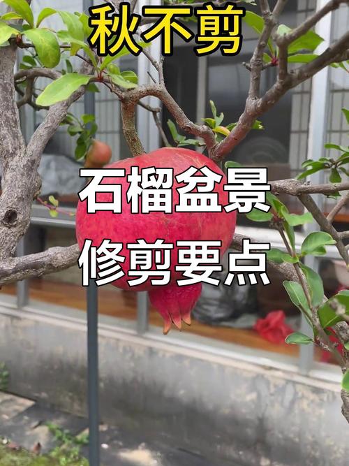 盆栽花石榴结果该剪掉吗？-第1张图片-吾爱花网