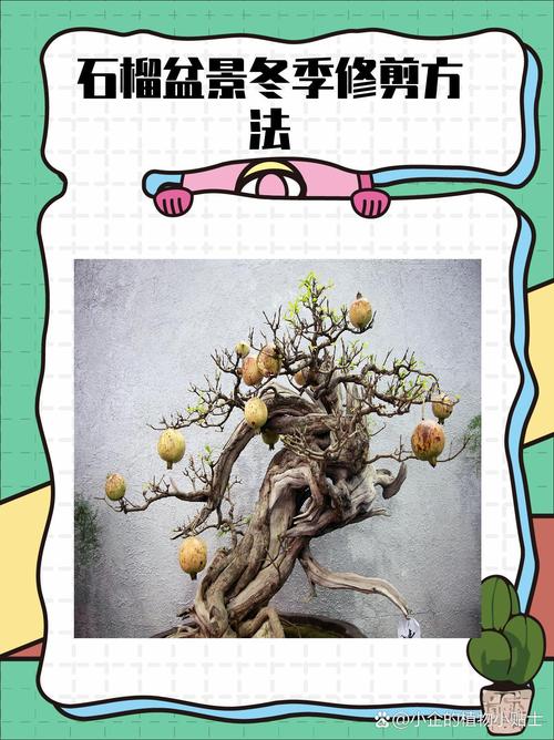 盆栽花石榴结果该剪掉吗？-第2张图片-吾爱花网