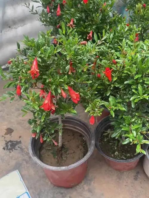 盆栽花石榴结果该剪掉吗？-第3张图片-吾爱花网