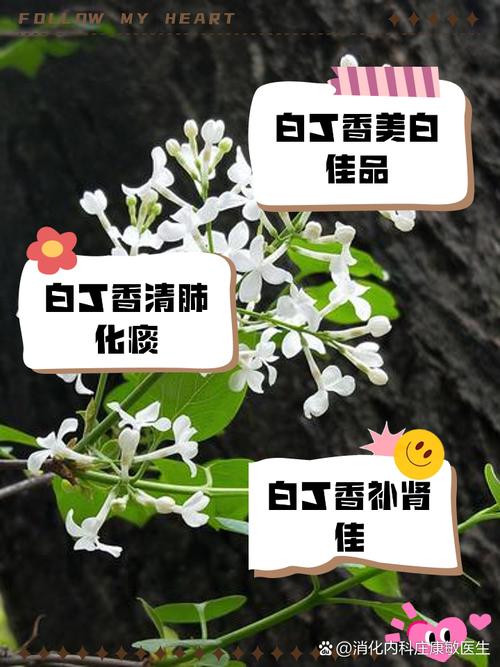 白色丁香盆栽怎么种才好养?-第1张图片-吾爱花网 白色丁香盆栽怎么种才好养?-第1张图片-吾爱花网