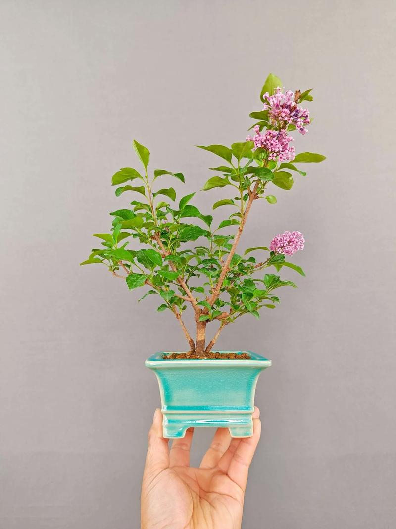 白色丁香盆栽怎么种才好养?-第2张图片-吾爱花网 白色丁香盆栽怎么种才好养?-第2张图片-吾爱花网