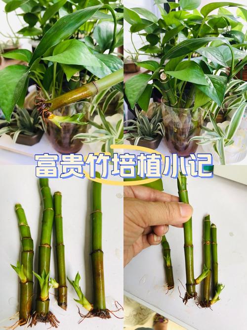 富贵竹水培修剪多长合适?-第1张图片-吾爱花网 富贵竹水培修剪多长合适?-第1张图片-吾爱花网