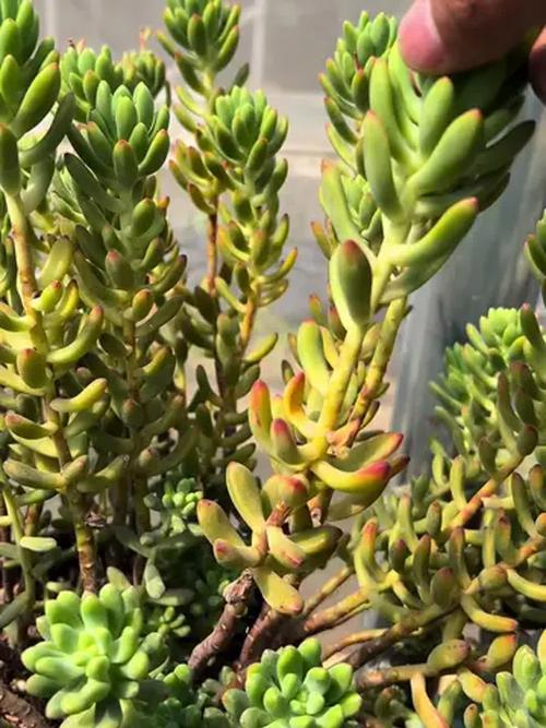 北方冬季多肉如何防徒长？-第1张图片-吾爱花网