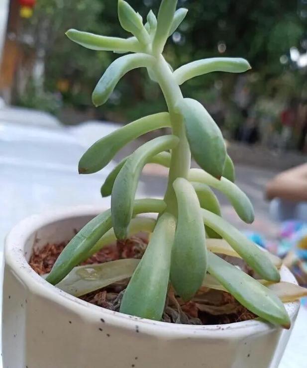 北方冬季多肉如何防徒长？-第2张图片-吾爱花网