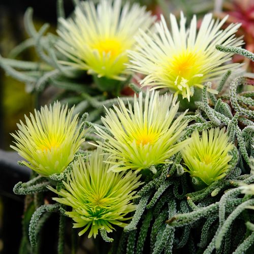 天赐多肉叶子发黄咋办？-第2张图片-吾爱花网