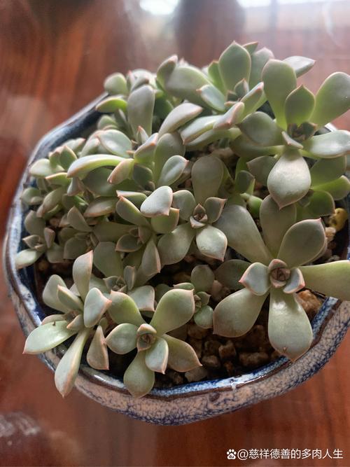 天赐多肉叶子发黄咋办？-第3张图片-吾爱花网