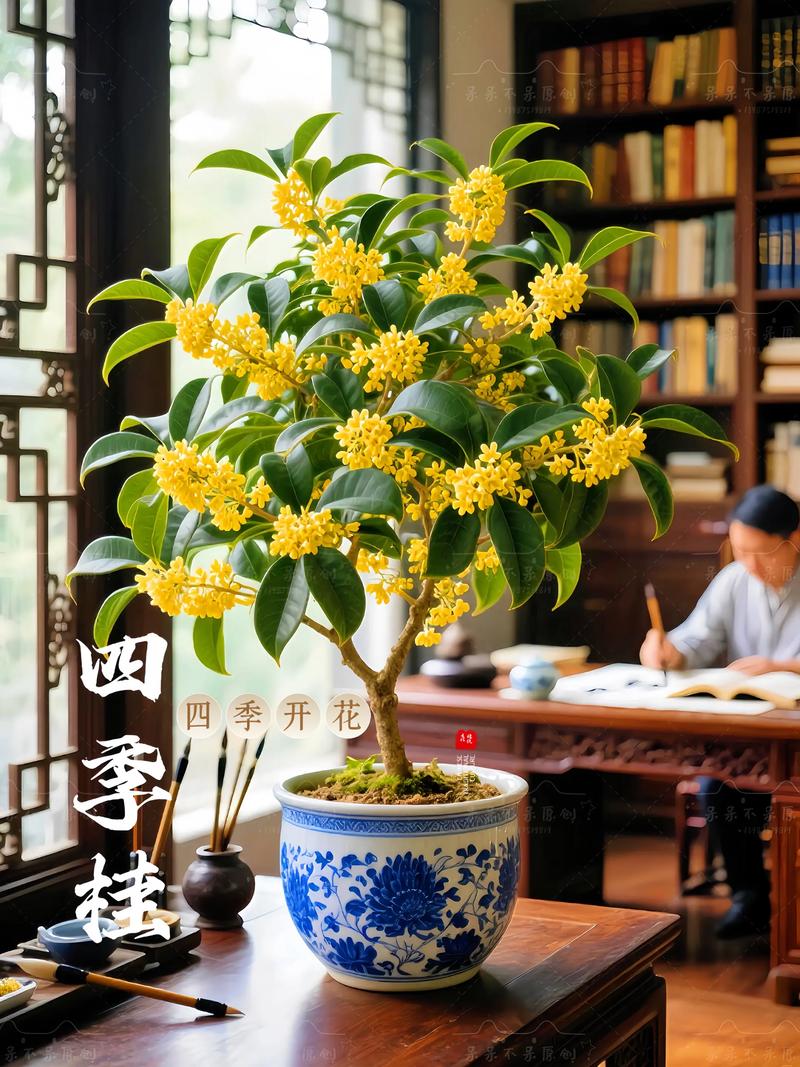 盆栽桂花夏天需遮阴吗?-第1张图片-吾爱花网 盆栽桂花夏天需遮阴吗?-第1张图片-吾爱花网