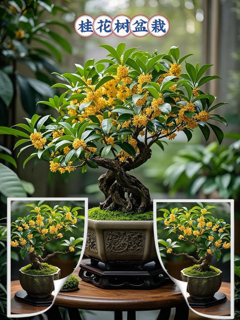 盆栽桂花夏天需遮阴吗？-第2张图片-吾爱花网