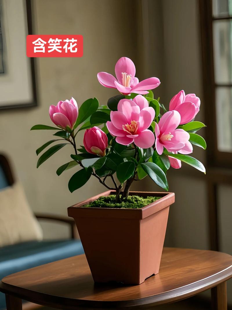 含笑盆栽适合室内种植吗？-第1张图片-吾爱花网