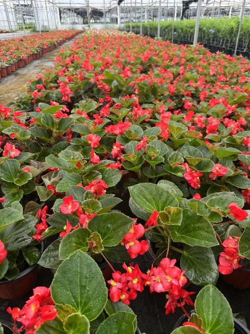 松江区哪里能批发小盆栽?-第2张图片-吾爱花网 松江区哪里能批发小盆栽?-第2张图片-吾爱花网