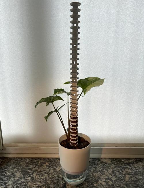 合果芋水培转土培咋操作？-第1张图片-吾爱花网