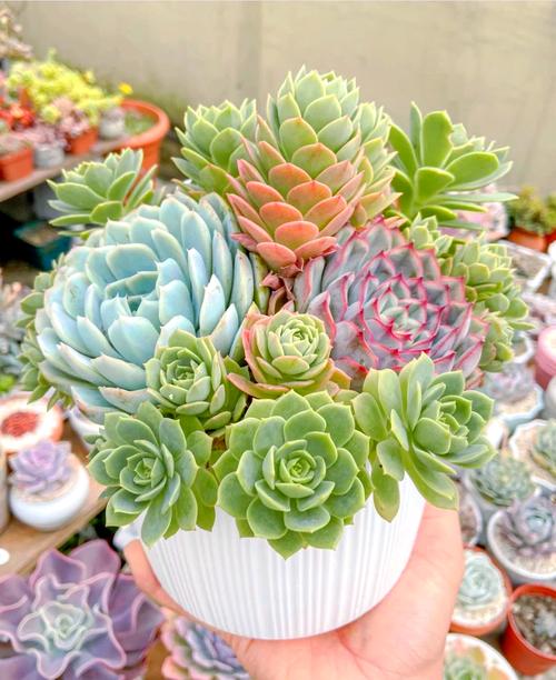 组合多肉盆景如何搭配更美观？-第1张图片-吾爱花网