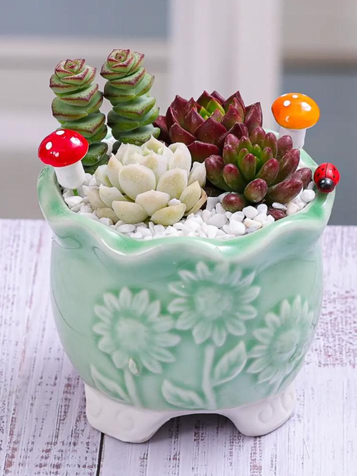 组合多肉盆景如何搭配更美观？-第3张图片-吾爱花网