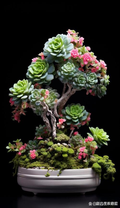 组合多肉盆景如何搭配更美观？-第2张图片-吾爱花网