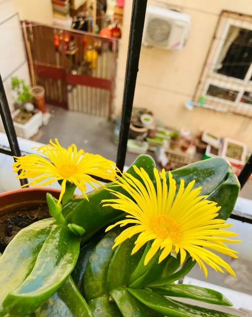 佛手多肉图片，这品种长啥样？-第1张图片-吾爱花网