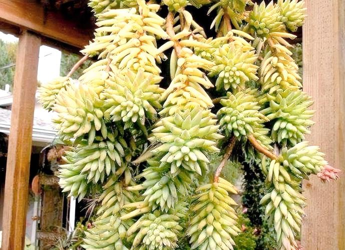 佛手多肉图片，这品种长啥样？-第2张图片-吾爱花网