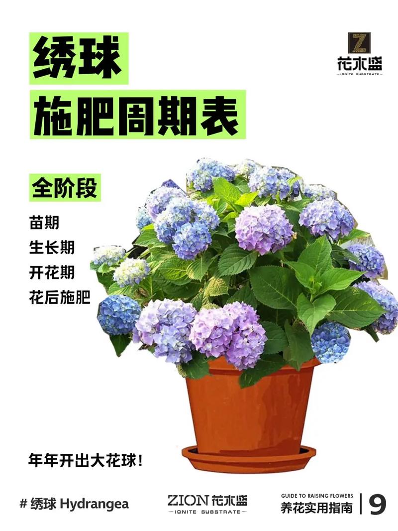 水培绣球花为何会散开?-第1张图片-吾爱花网 水培绣球花为何会散开?-第1张图片-吾爱花网