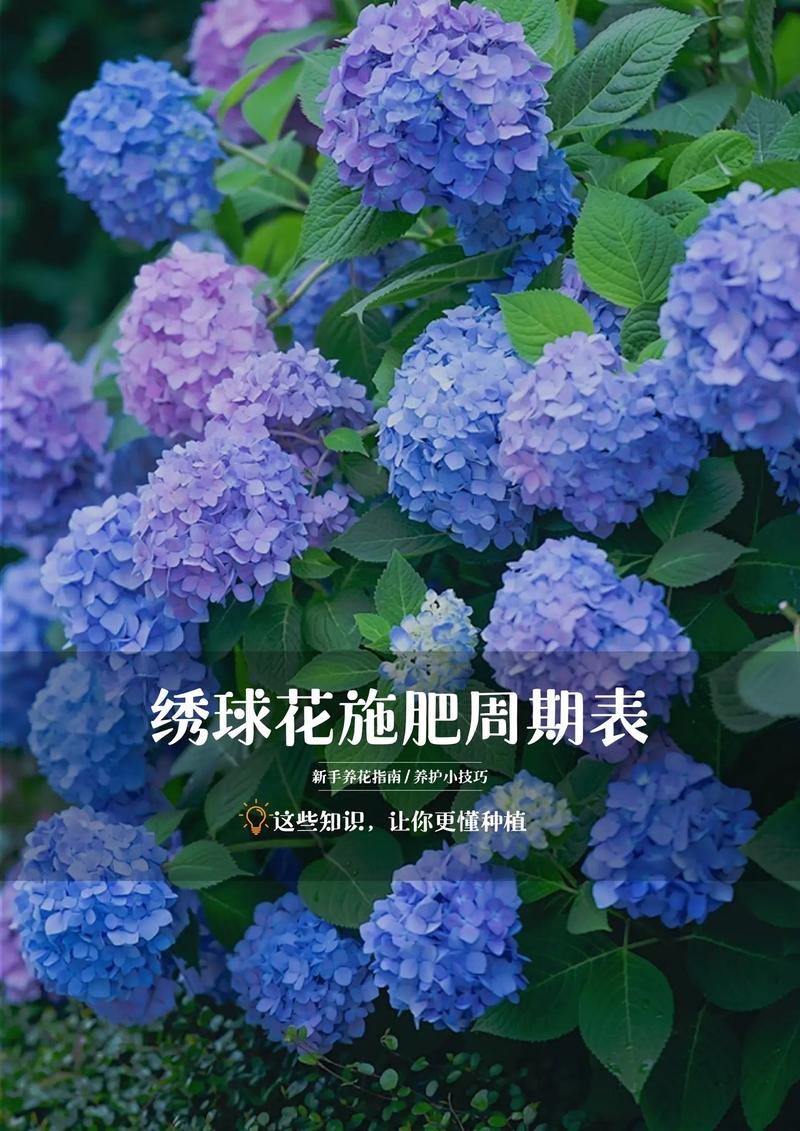 水培绣球花为何会散开?-第2张图片-吾爱花网 水培绣球花为何会散开?-第2张图片-吾爱花网
