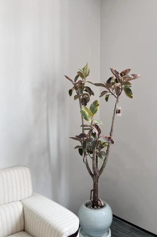 橡皮树水培要换水吗？-第1张图片-吾爱花网