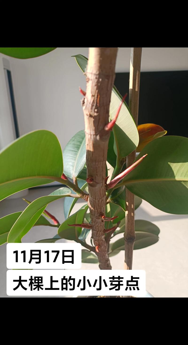 橡皮树水培要换水吗？-第3张图片-吾爱花网