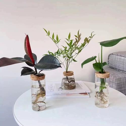 橡皮树水培要换水吗？-第2张图片-吾爱花网