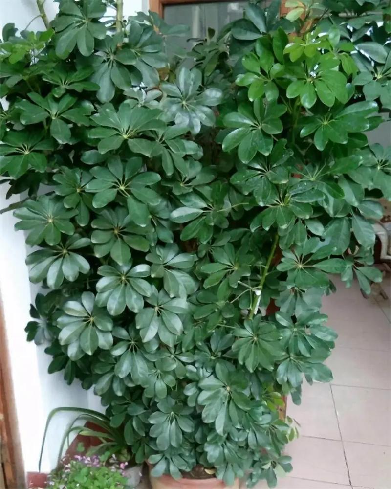 鸭掌木水培为何不生根还烂叶？-第1张图片-吾爱花网