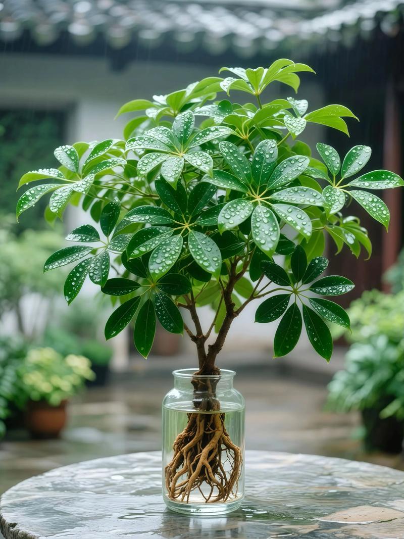 鸭掌木水培为何不生根还烂叶？-第2张图片-吾爱花网